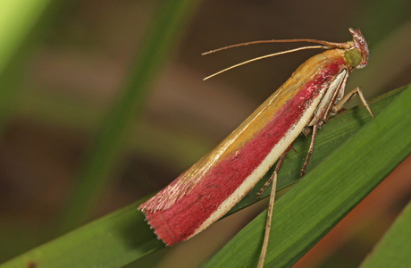 Rhabarberzünsler (Oncocera semirubella) - © Leo Kuzmits